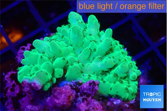 Acropora green 2-3 cm WYSIWYG acclimaté