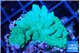 Acropora green 2-3 cm WYSIWYG acclimaté