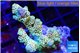 Acropora golden purple 4-5 cm WYSIWYG acclimaté