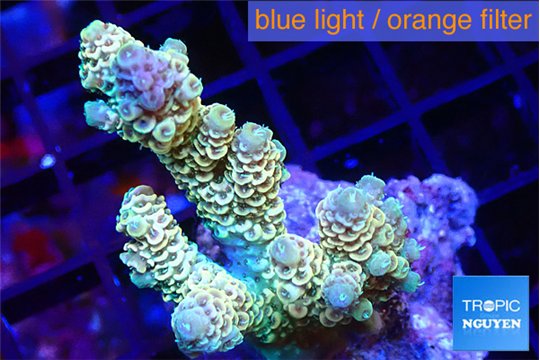 Acropora golden purple 4-5 cm WYSIWYG acclimaté