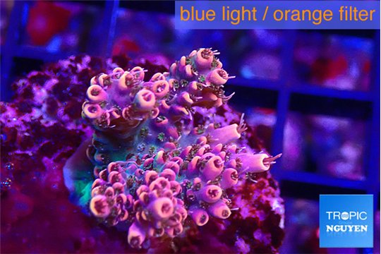 Acropora hyacintus pink 2-4 cm WYSIWYG acclimaté
