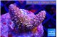 Acropora pink purple 4-5 cm WYSIWYG acclimaté