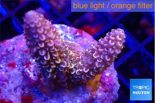 Acropora pink purple 4-5 cm WYSIWYG acclimaté