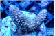 Acropora pink purple 4-5 cm WYSIWYG acclimaté