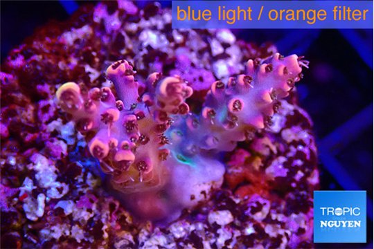 Acropora hyacintus pink 2-4 cm WYSIWYG acclimaté
