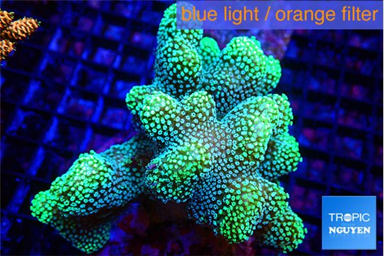 Stylophora green 7-10 cm WYSIWYG acclimaté