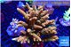 Acropora mango 7-12 cm WYSIWYG acclimaté
