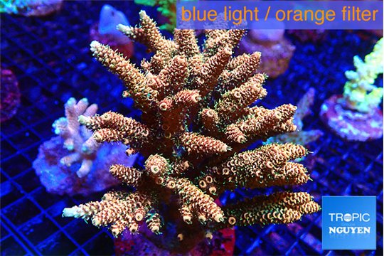 Acropora mango 7-12 cm WYSIWYG acclimaté
