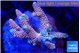 Acropora millepora purple blue 4-5 cm WYSIWYG acclimaté