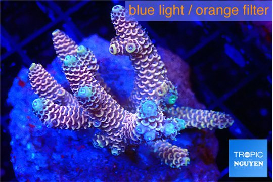 Acropora millepora purple blue 4-5 cm WYSIWYG acclimaté
