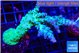 Acropora green & purple tip 4-6 cm WYSIWYG acclimaté