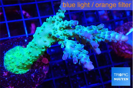 Acropora green & purple tip 4-6 cm WYSIWYG acclimaté