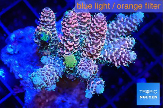 Acropora millepora purple blue 4-5 cm WYSIWYG acclimaté