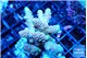 Acropora millepora purple blue 4-5 cm WYSIWYG acclimaté
