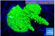 Acropora neon green 2-4 cm WYSIWYG acclimaté