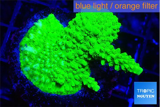 Acropora neon green 2-4 cm WYSIWYG acclimaté