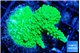 Acropora neon green 2-4 cm WYSIWYG acclimaté