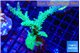 Acropora green & purple tip 6-8 cm WYSIWYG acclimaté
