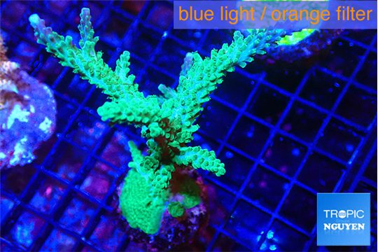 Acropora green & purple tip 6-8 cm WYSIWYG acclimaté
