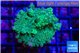 Acropora green & purple tip 3-5 cm WYSIWYG acclimaté