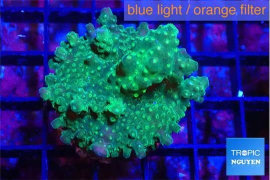 Acropora green & purple tip 3-5 cm WYSIWYG acclimaté