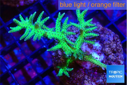 Seriotopra hystrix gold 3-5 cm WYSIWYG acclimaté