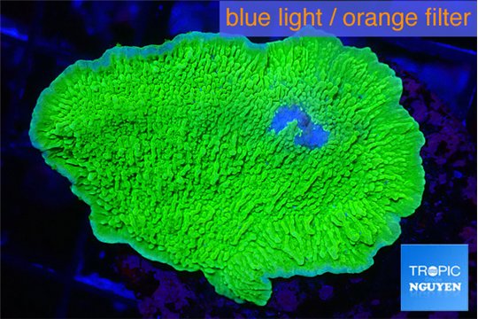 Montipora green cap 2-4 cm WYSIWYG acclimaté