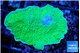 Montipora green cap 2-4 cm WYSIWYG acclimaté