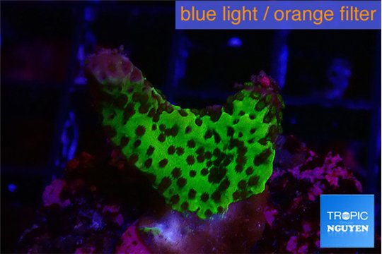Montipora green 1-2 cm WYSIWYG acclimaté