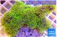 Pachyclavularia full neon green 5-7 cm WYSIWYG acclimaté