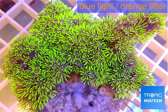 Pachyclavularia full neon green 5-7 cm WYSIWYG acclimaté
