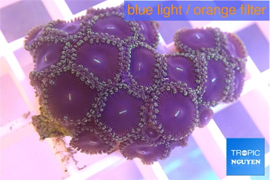 Zoanthus pink diamond 2-4 cm WYSIWYG acclimaté