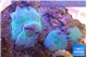Discosoma blue 3 polyps WYSIWYG acclimaté