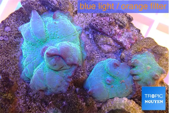 Discosoma blue 3 polyps WYSIWYG acclimaté