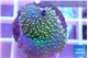 Sarcophyton full neon green polyps Australia 2-3 cm WYSIWYG acclimaté