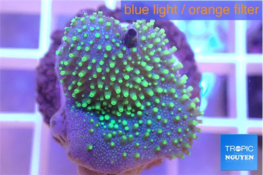 Sarcophyton full neon green polyps Australia 2-3 cm WYSIWYG acclimaté