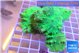 Sinularia dura green 7-12 cm WYSIWYG acclimaté
