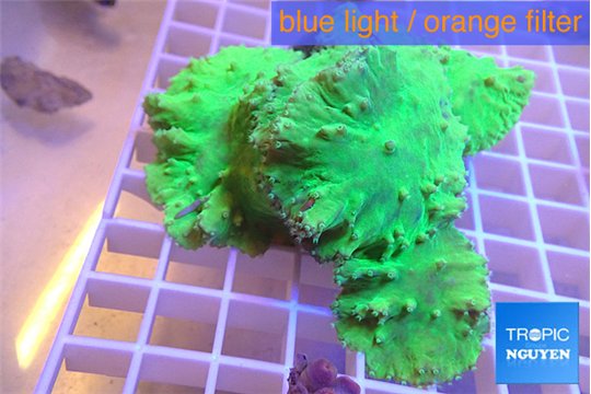 Sinularia dura green 7-12 cm WYSIWYG acclimaté