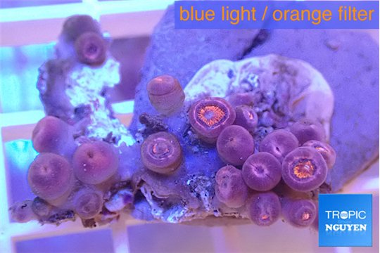 Zoanthus pink zipper 2-4 cm WYSIWYG acclimaté