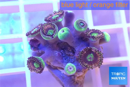 Zoanthus red pink 1-3 cm WYSIWYG acclimaté