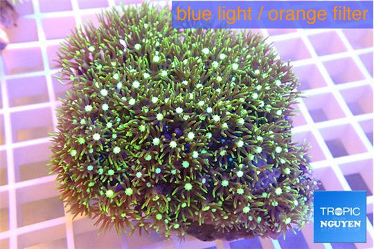 Pachyclavularia neon green 7-11 cm WYSIWYG acclimaté