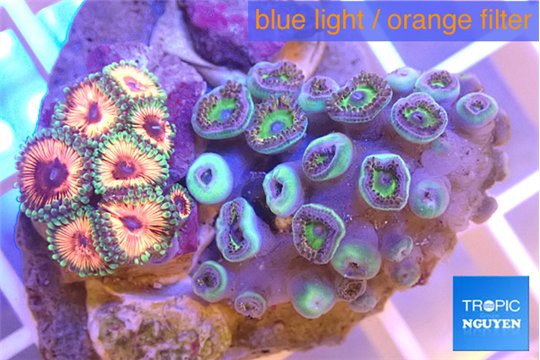 Zoanthus mixed color premium 3-5 cm WYSIWYG acclimaté