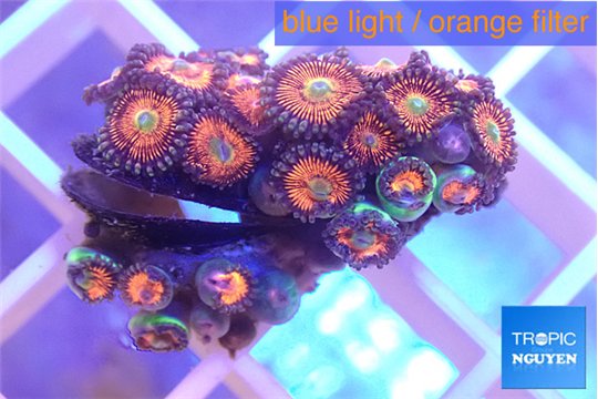 Zoanthus red bam bam 2-3 cm WYSIWYG acclimaté