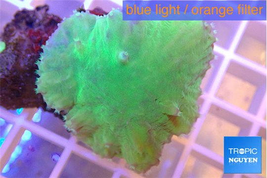 Sinularia dura green 3-5 cm WYSIWYG acclimaté