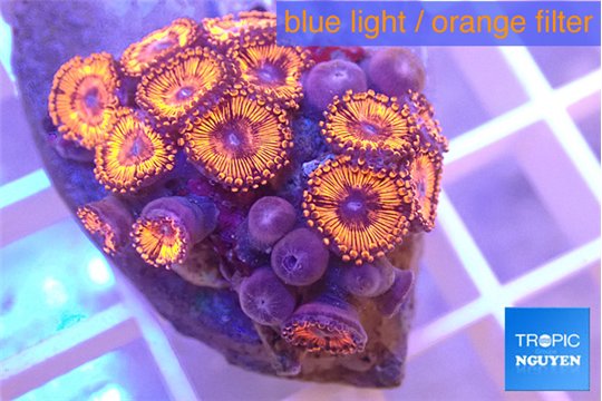 Zoanthus red bam bam 2-4 cm WYSIWYG acclimaté