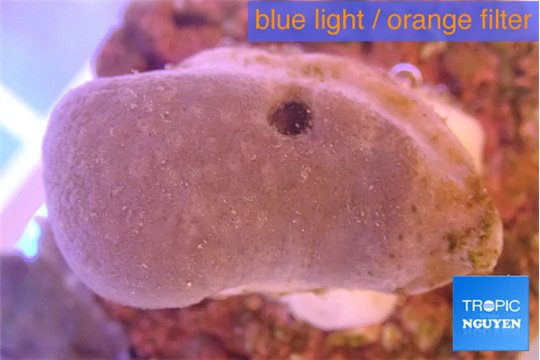 Sarcophyton full neon green polyps Australia 2-3 cm WYSIWYG acclimaté