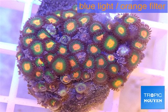 Zoanthus orange green 2-4 cm WYSIWYG acclimaté