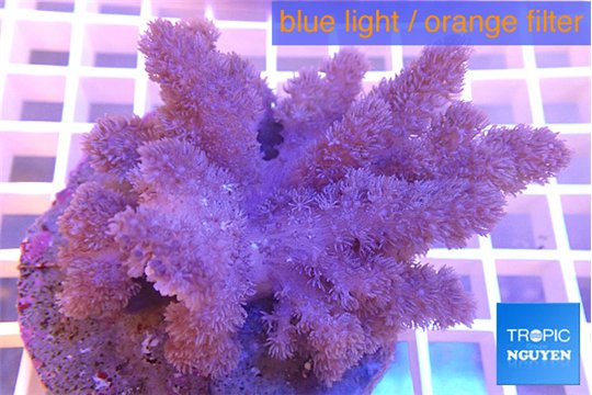 Cladellia long finger 6-10 cm WYSIWYG acclimaté