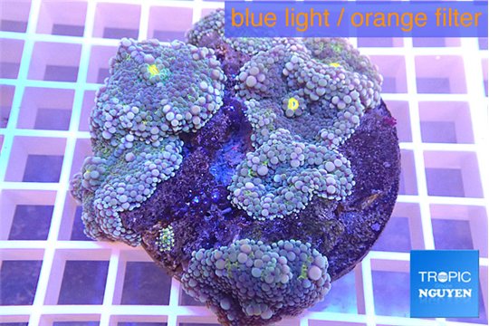 Ricordea yuma purple 7-10 cm WYSIWYG acclimaté