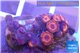 Zoanthus red bam bam 2-3 cm WYSIWYG acclimaté